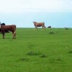 Valor Agregado: El campo y la ciudad