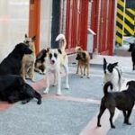 El PJ Presentó proyecto para disminuir perros callejeros