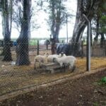 Gral. Cabrera: Roban corderos valuados en $15 mil de una Escuela