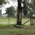 Descubren imagen de la Virgen en un árbol