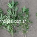 Huinca Renancó: secuestran droga en un allanamiento