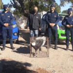 Policía Ambiental encontró un cóndor andino en Traslasierra