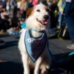 Gran festejo por el día del animal