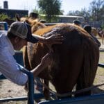 Se desarrollaron tareas de marcación de equinos en barrio Las Delicias