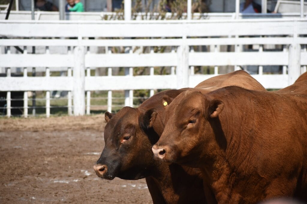 Excelentes precios se lograron en los remates de la Exposición de la SRRC