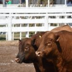 Excelentes precios se lograron en los remates de la Exposición de la SRRC