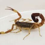 Accidentes con animales ponzoñosos: cómo evitarlos y qué hacer si ocurren