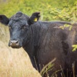 Córdoba avanza hacia un modelo sostenible de manejo de bosque con ganadería integrada