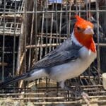 Importante operativo de control de fauna silvestre en Río Tercero