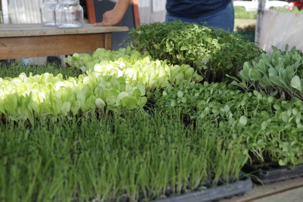 La Huerta Sustentable de BIO4 cumplió 8 años y es un ejemplo para otras ciudades