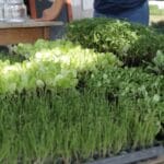 La Huerta Sustentable de BIO4 cumplió 8 años y es un ejemplo para otras ciudades