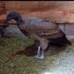 Rescatan una hembra de cóndor andino lastimada y la trasladan al Tatú Carreta