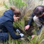 Bosques de Tabaquillo: Forestan con más de 2.000 ejemplares en Pampa de Achala