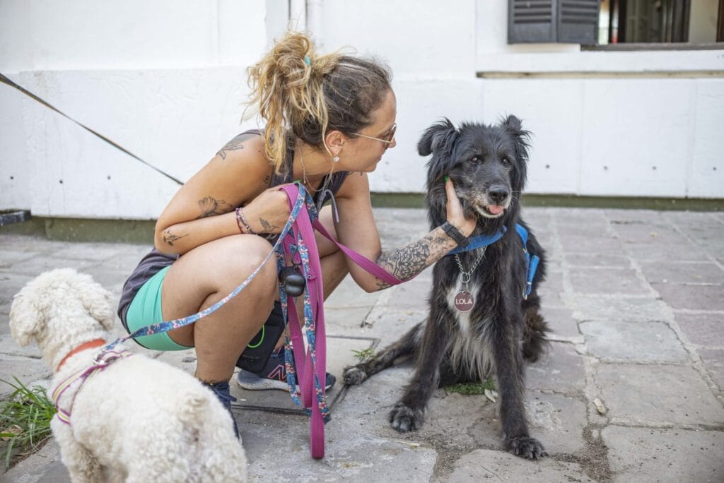 Perros y gatos: el proceso para acceder a una adopción responsable