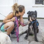 Perros y gatos: el proceso para acceder a una adopción responsable