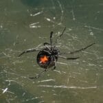 Cómo evitar accidentes con animales ponzoñosos y qué hacer si ocurren