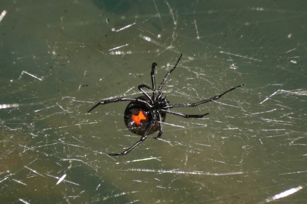 Cómo evitar accidentes con animales ponzoñosos y qué hacer si ocurren