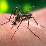 Salud actualizó la situación epidemiológica provincial de dengue