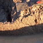 Hallazgo en Pampayasta: descubrieron restos de un gliptodonte 