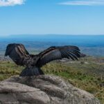 Seguimos el rastro de Carlita, la cóndor liberada en diciembre