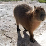La Policía Ambiental rescató un carpincho y nueve aves silvestres que estaban en cautiverio
