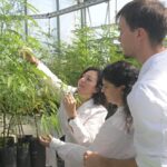 El Ceprocor investiga el cultivo in vitro del algarrobo blanco