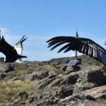 Liberaron dos cóndores con rastreador satelital: un hito para la conservación de la biodiversidad
