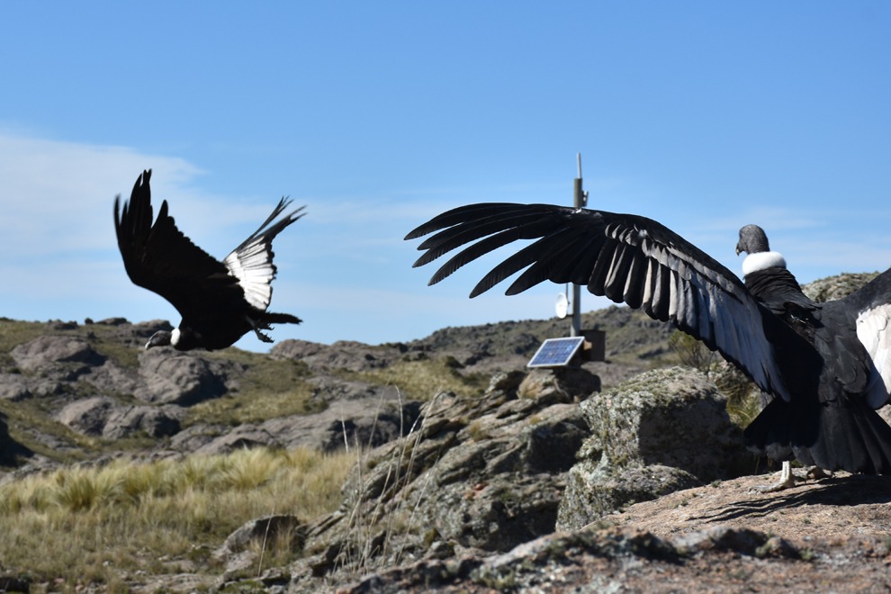 Liberaron dos cóndores con rastreador satelital: un hito para la conservación de la biodiversidad