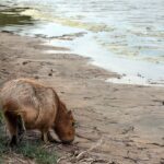 Policía Ambiental liberó un carpincho y 48 aves silvestres en Balnearia