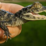 Compromiso interprovincial: Policía Ambiental coordinó el traslado de fauna silvestre rescatada a Santa Fe