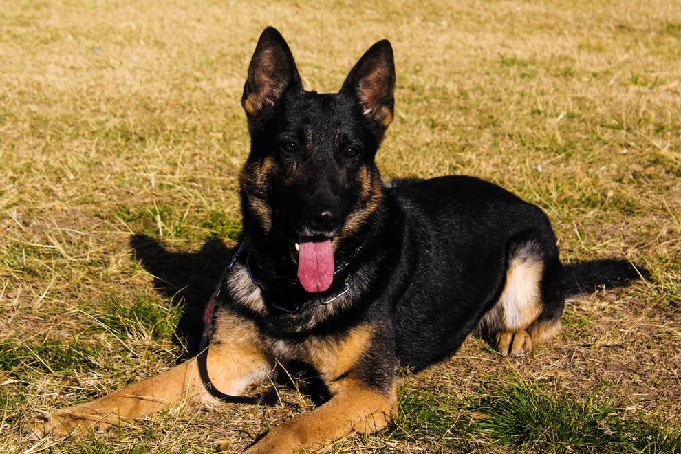 Se retiró el perro más veterano de la Brigada Canina de Policía Ambiental