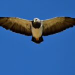 Córdoba declaró Monumentos Naturales Provinciales a ocho especies de fauna