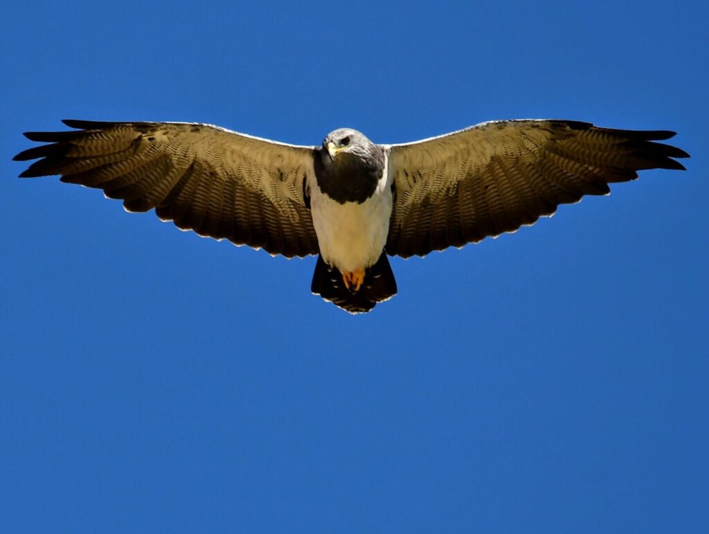 Córdoba declaró Monumentos Naturales Provinciales a ocho especies de fauna