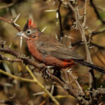 Más de 40 aves recuperadas del cautiverio regresaron a su hábitat