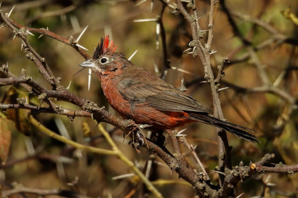 Más de 40 aves recuperadas del cautiverio regresaron a su hábitat