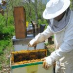 Convocatoria a elecciones para renovar el Consejo Asesor Apícola de Córdoba