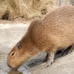 Policía Ambiental allanó una granja en Villa María y secuestró ejemplares silvestres