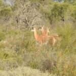 Declaran monumentos naturales provinciales a ocho especies animales