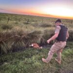 Policía Ambiental rescató un aguará guazú al norte de Saira