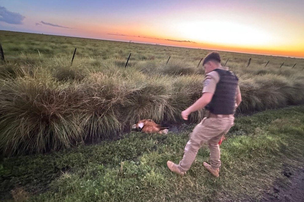 Policía Ambiental rescató un aguará guazú al norte de Saira