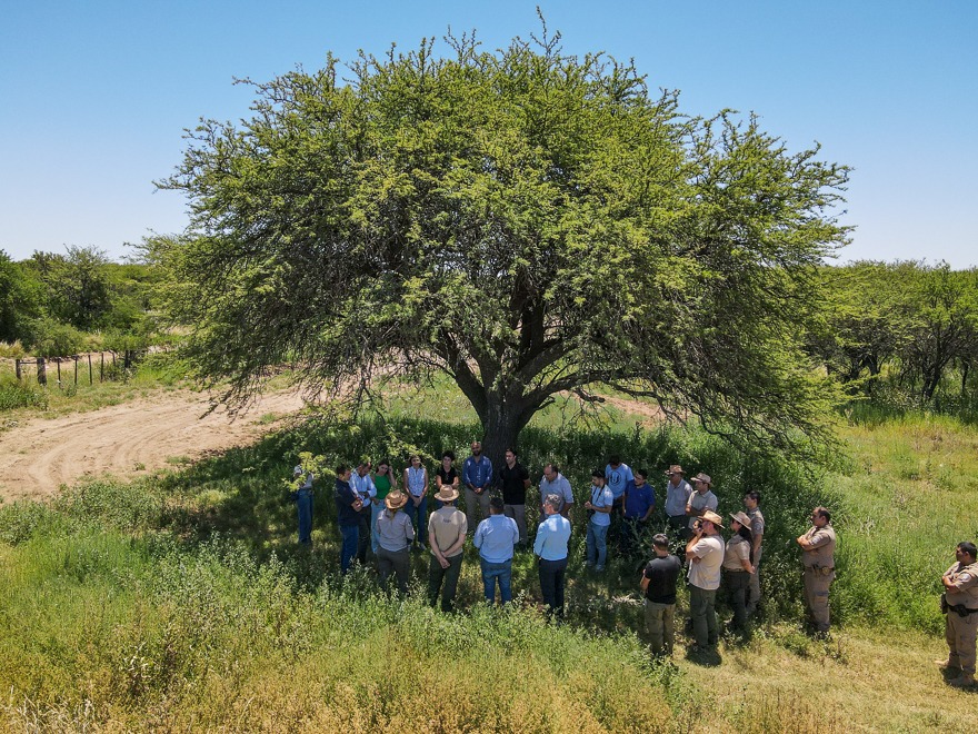 Córdoba, La Pampa y San Luis firmaron un convenio para proteger el Caldén, especie única en el mundo