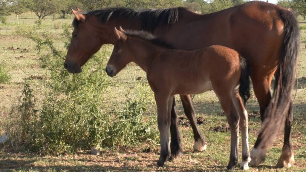 Impulsan la adopción responsable de más de 80 caballos recuperados
