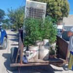 Cuatro personas fueron detenidas cuando trasladaban 25 plantas de marihuana en un carro tracción a sangre