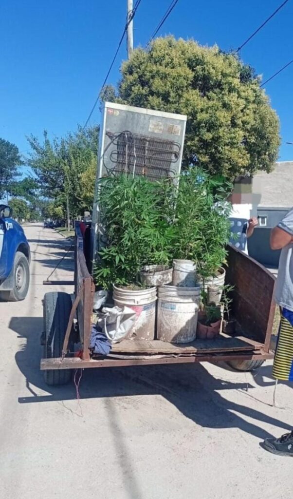 Cuatro personas fueron detenidas cuando trasladaban 25 plantas de marihuana en un carro tracción a sangre