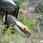 Policía Ambiental liberó un oso melero y otros 34 ejemplares de fauna silvestre