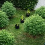 Cordobeses en Alerta: secuestran 17 plantas de marihuana en Nueva Córdoba Anexo