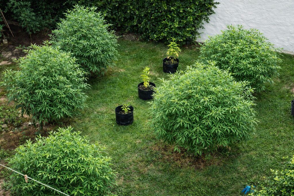 Cordobeses en Alerta: secuestran 17 plantas de marihuana en Nueva Córdoba Anexo