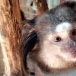 Policía Ambiental rescató dos monos tití pincel negro y 14 aves silvestres del cautiverio ilegal