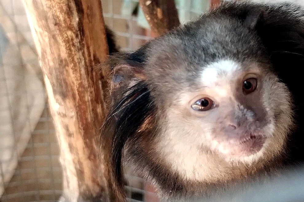 Policía Ambiental rescató dos monos tití pincel negro y 14 aves silvestres del cautiverio ilegal