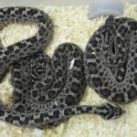 Cómo prevenir accidentes con alacranes, arañas y serpientes